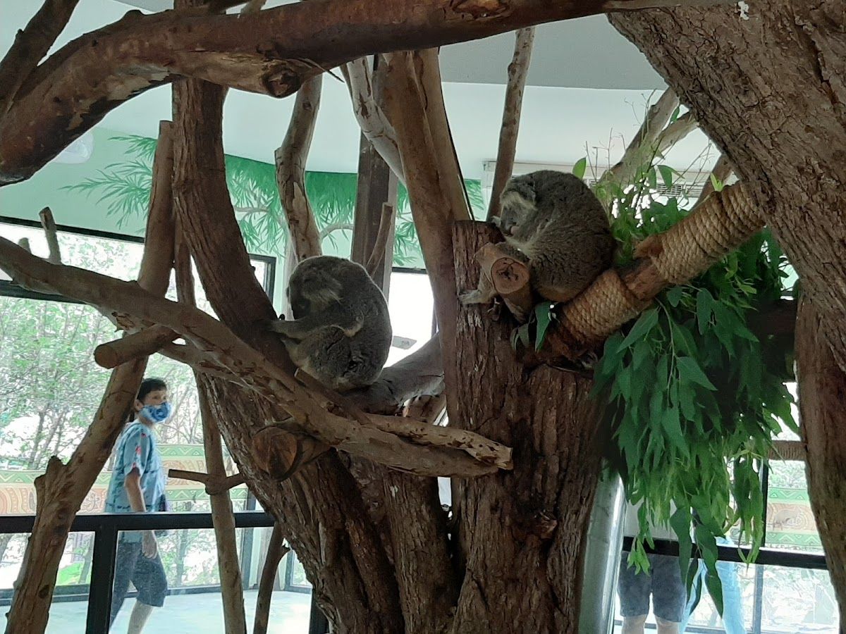 Australia Village — Khao Kheow Open Zoo photo 2