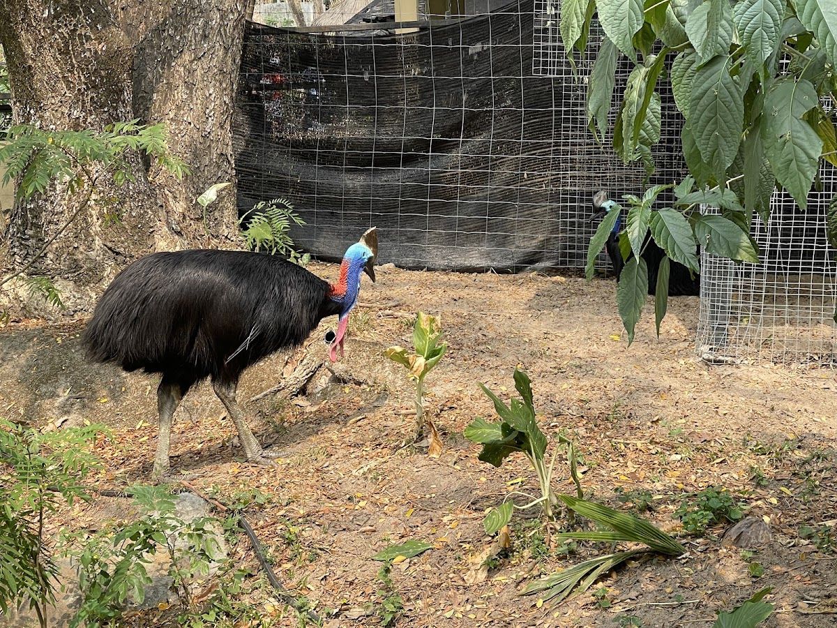 Australia Village — Khao Kheow Open Zoo photo 3