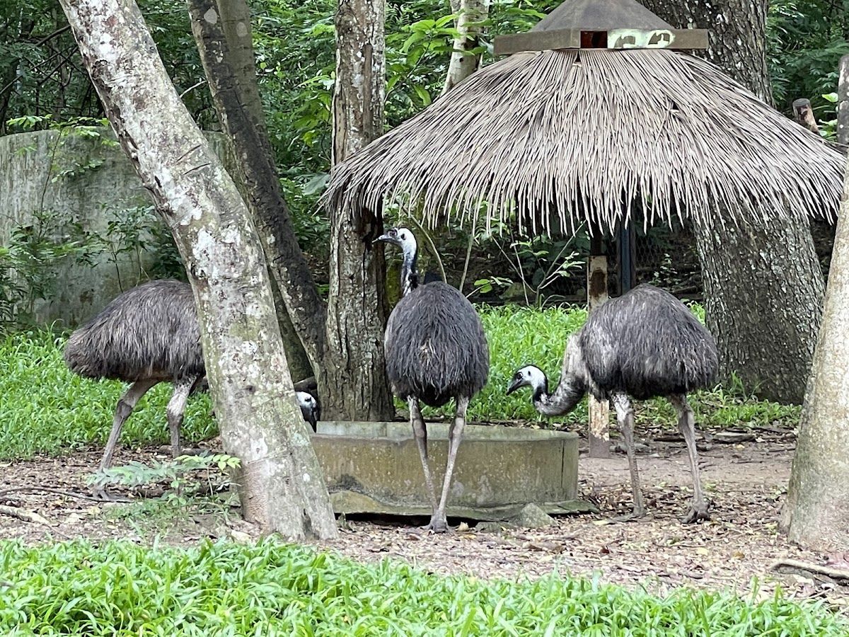 Australia Village — Khao Kheow Open Zoo photo 4