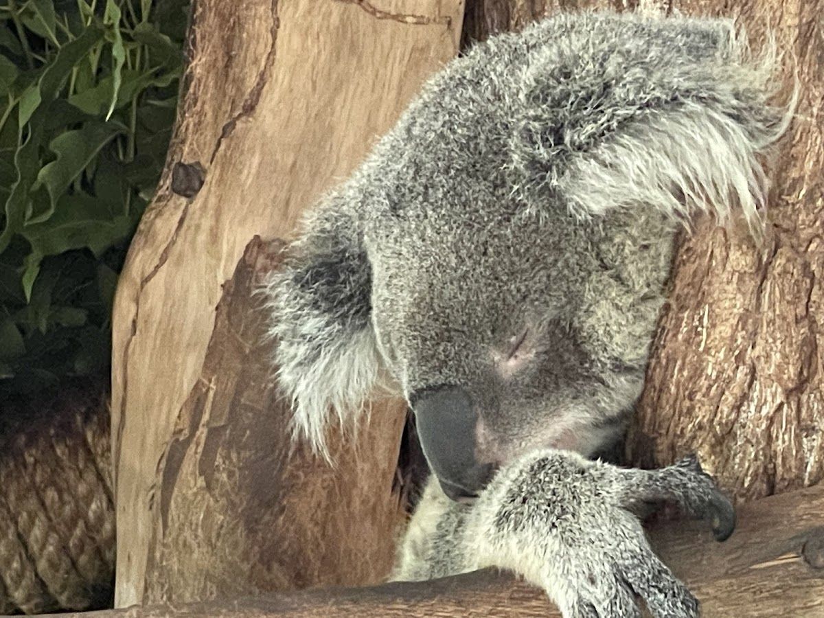 Australia Village — Khao Kheow Open Zoo, Pattaya