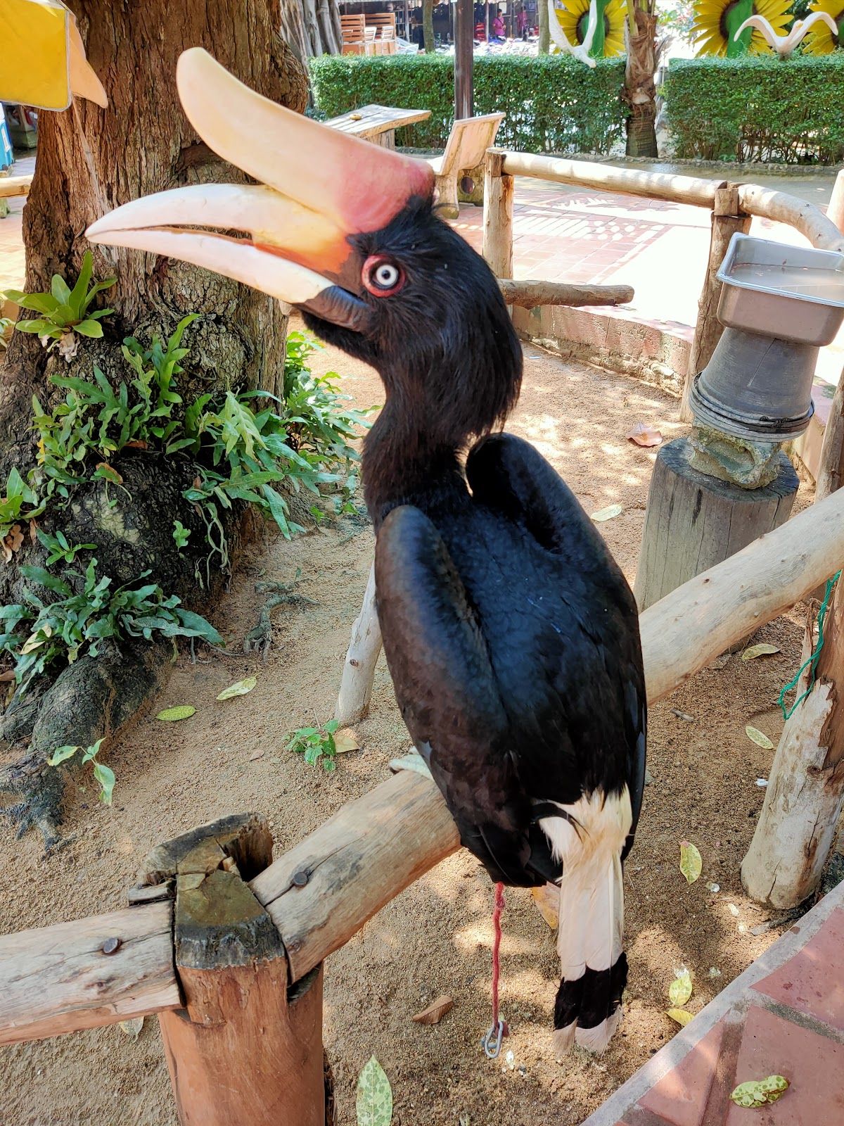 Chang Thai Thappraya Safari photo 4