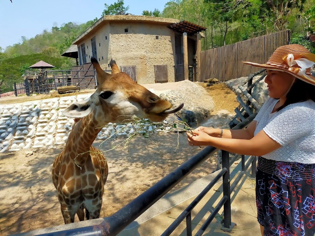 Khao Kheow Open Zoo photo 2