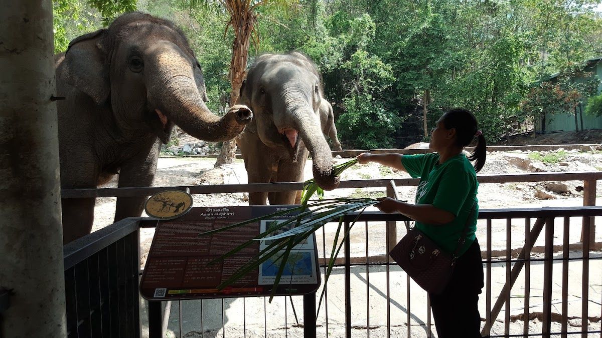 Khao Kheow Open Zoo photo 3