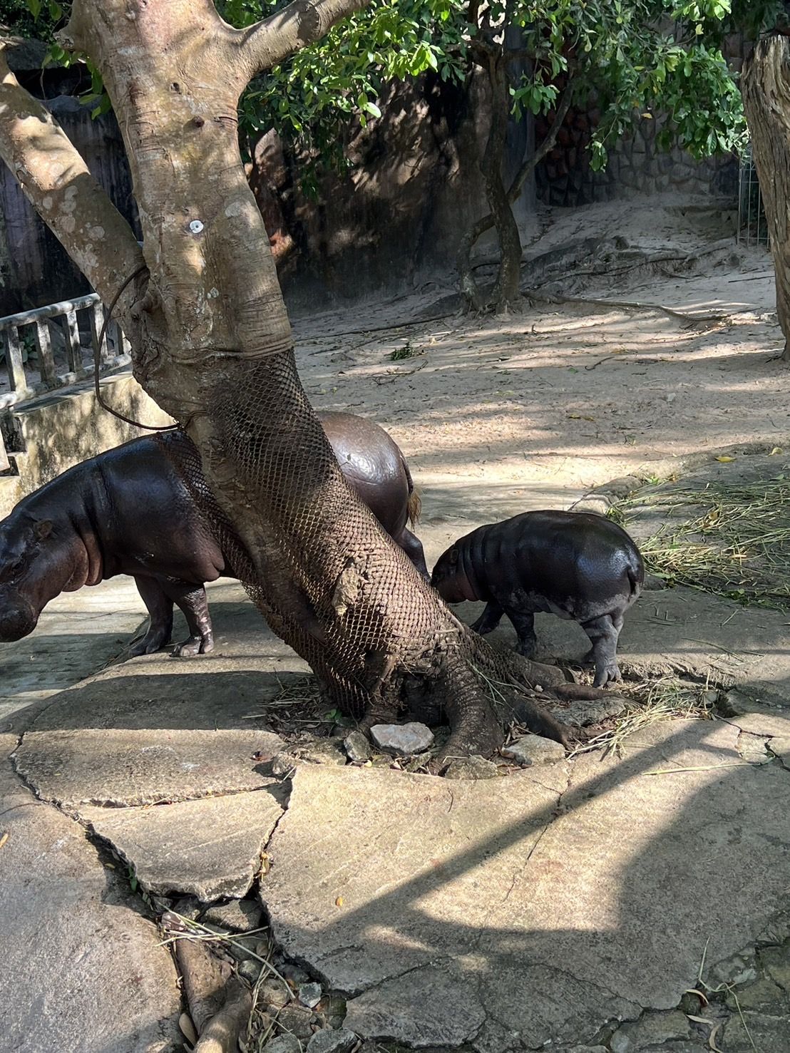 Khao Kheow Safari photo 2