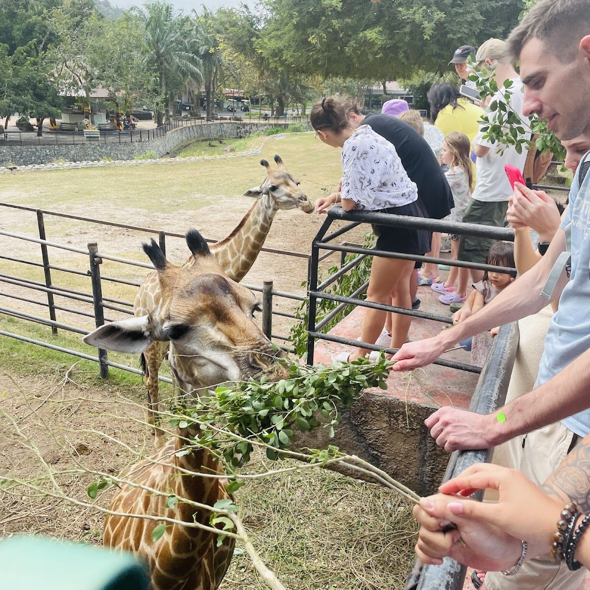 Khao Kheow Safari, Pattaya