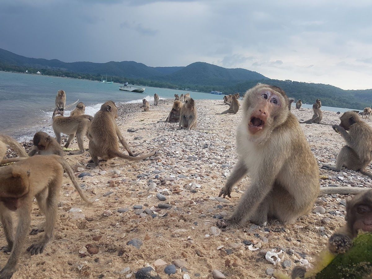 Koh Ped ( Koh Ling / Monkey Island ) photo 2