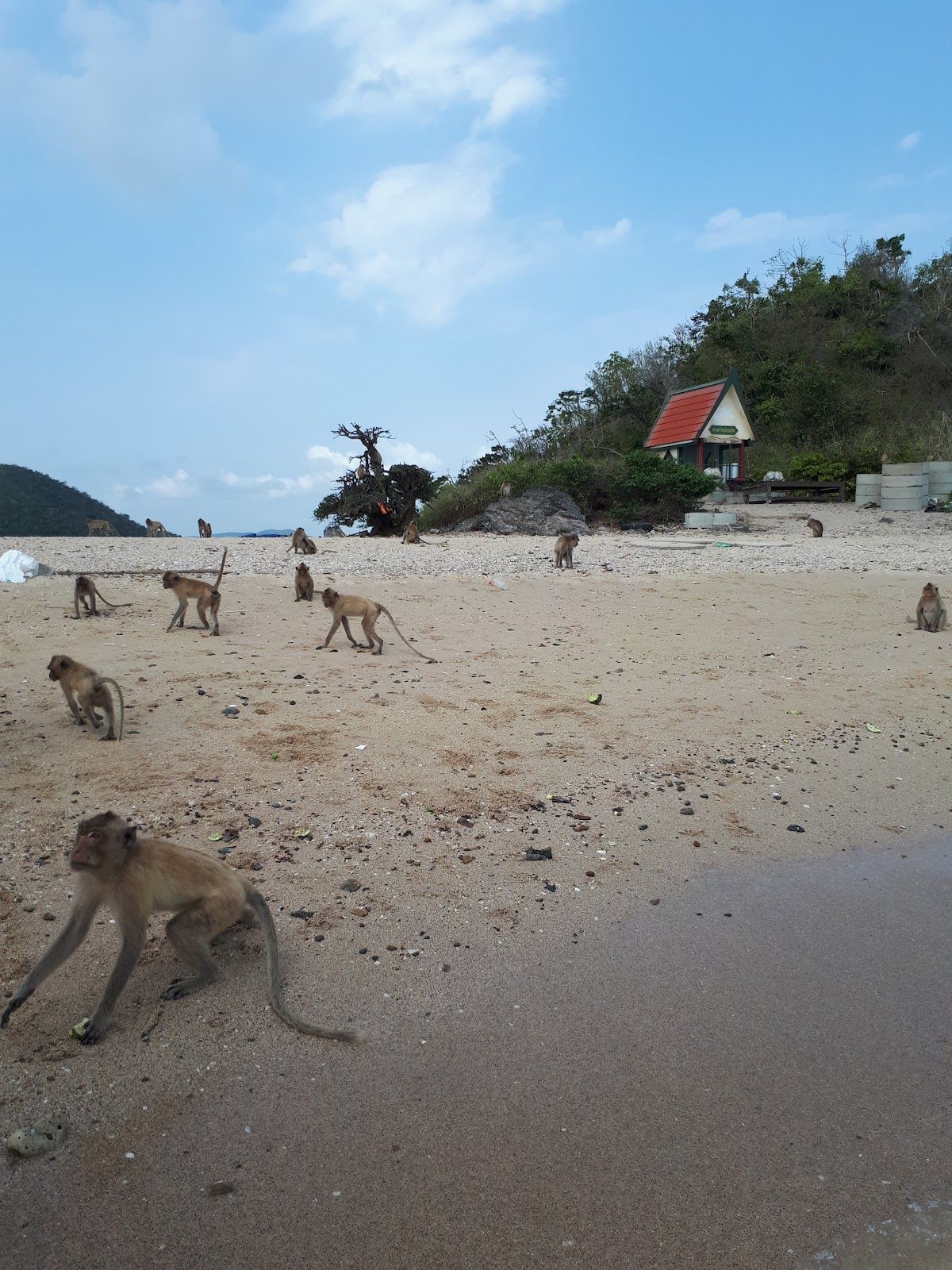 Koh Ped ( Koh Ling / Monkey Island ), Pattaya