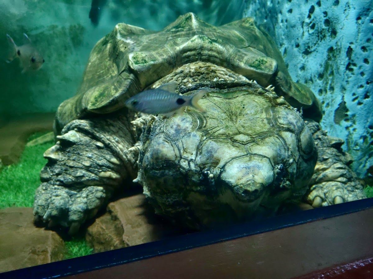 Monster Aquarium Pattaya photo 3