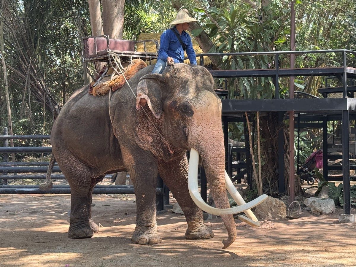 Pattaya Elephant Village, Pattaya