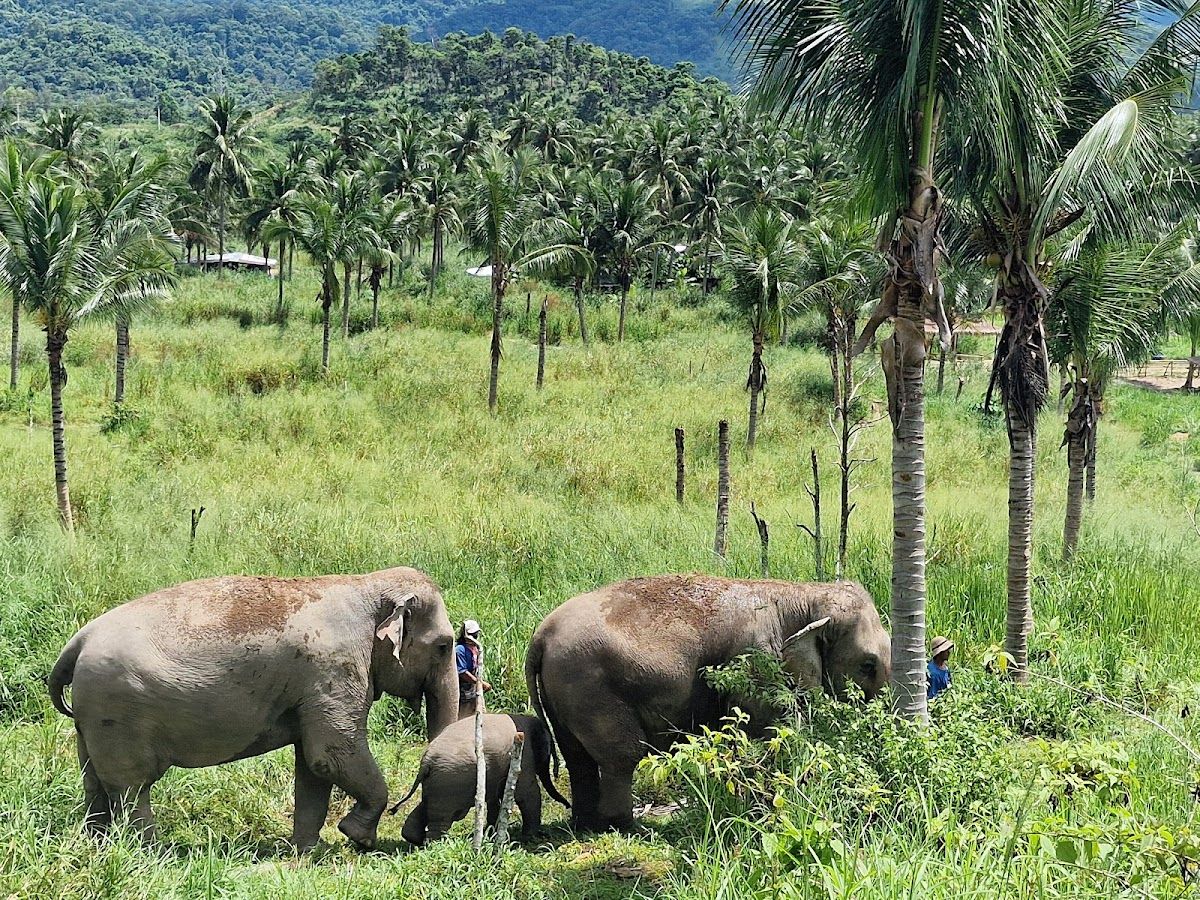 Pattaya Ethical Elephant Tour (Living Green Elephant Sanctuary) photo 4