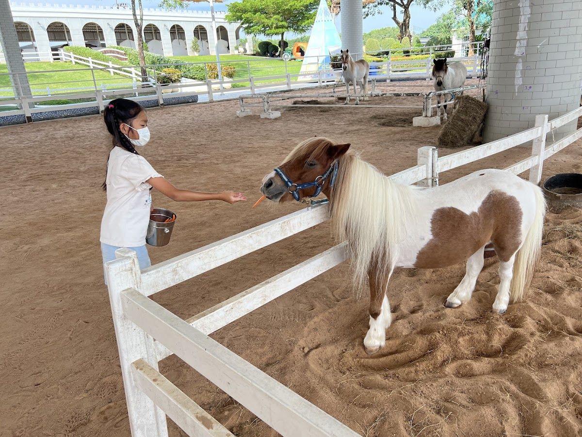Pipo Pony Club photo 4