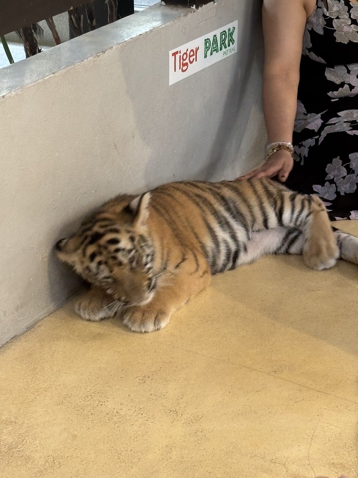 Tiger Park Pattaya photo 2