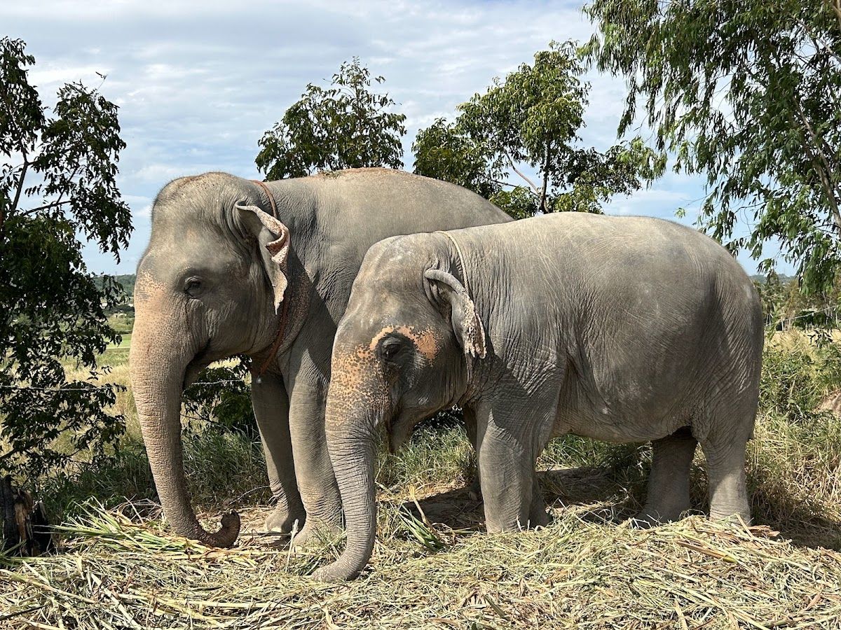 Elephant Jungle Sanctuary Pattaya photo 2