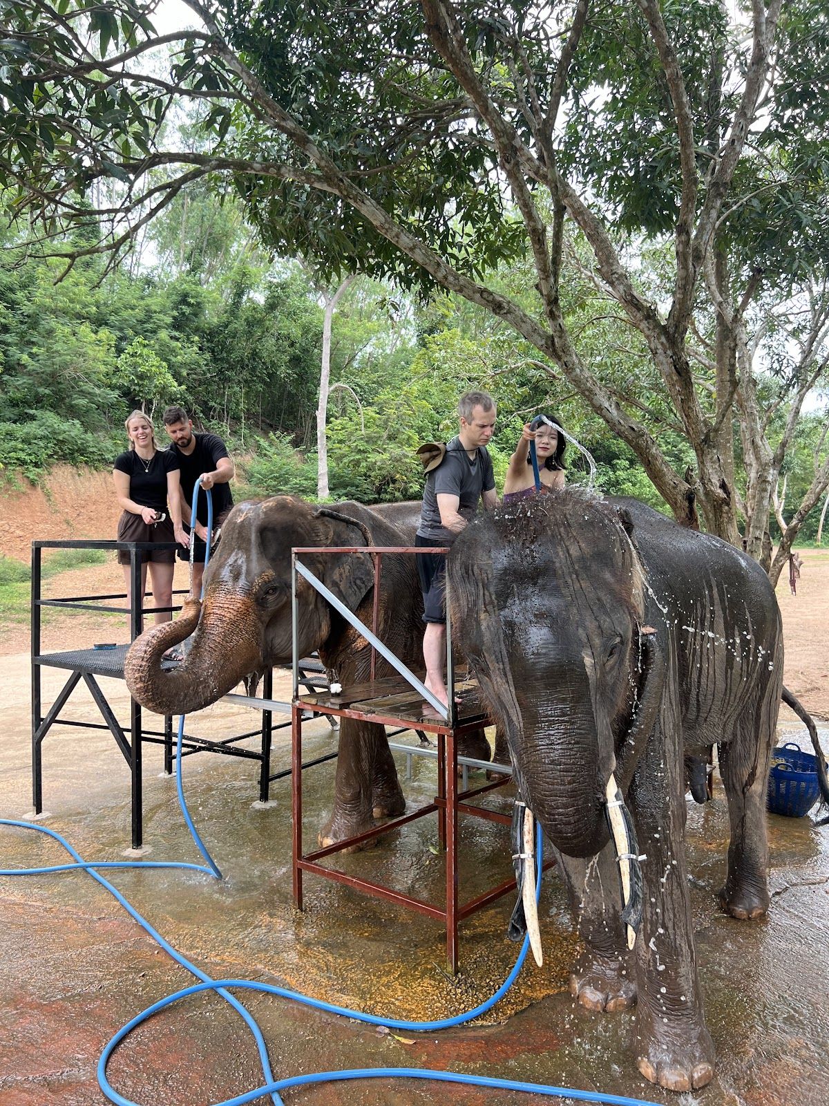 Elephant Jungle Sanctuary Pattaya photo 4