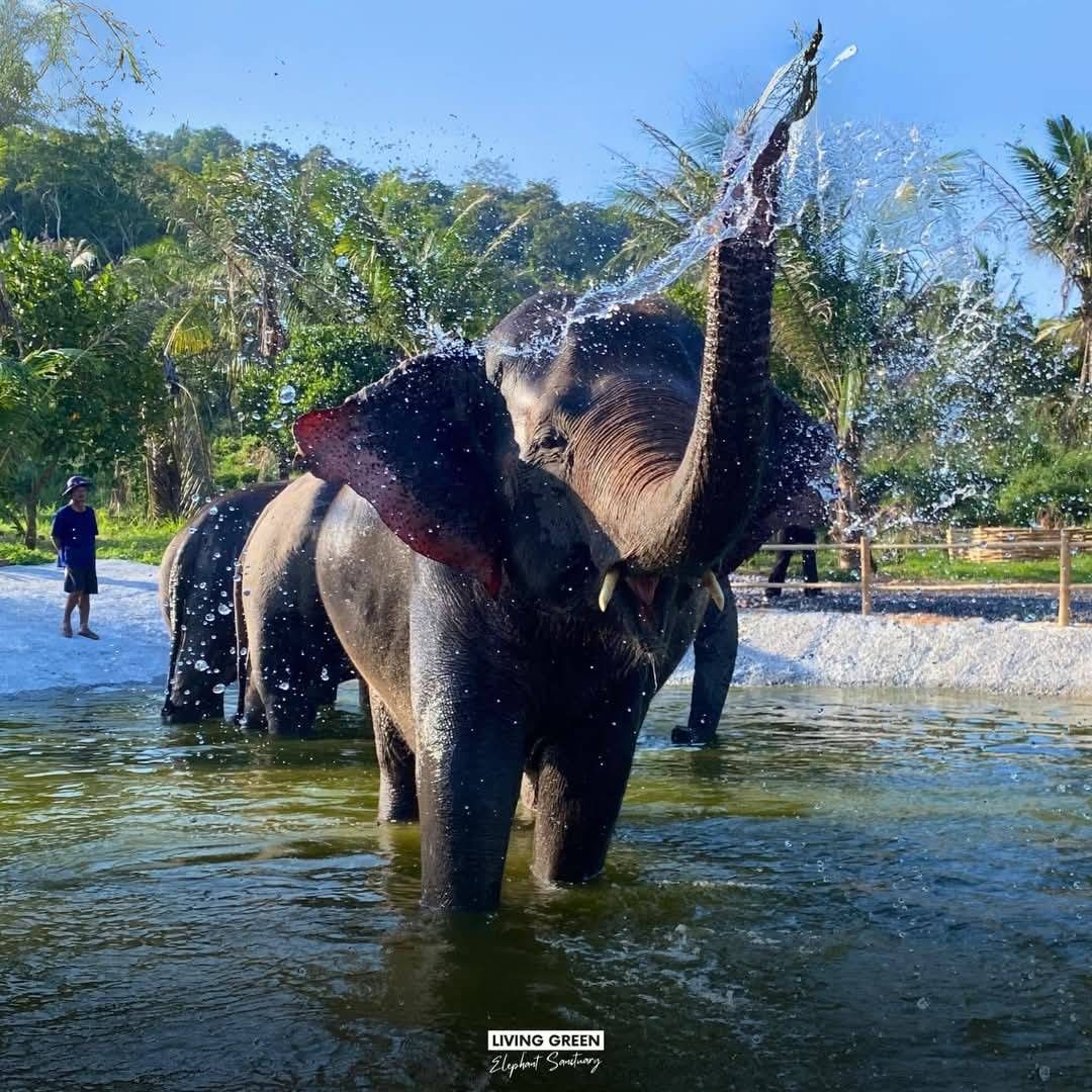 Elephant sanctuary Pattaya — ethical elephant encounter with rescued elephants in a natural setting