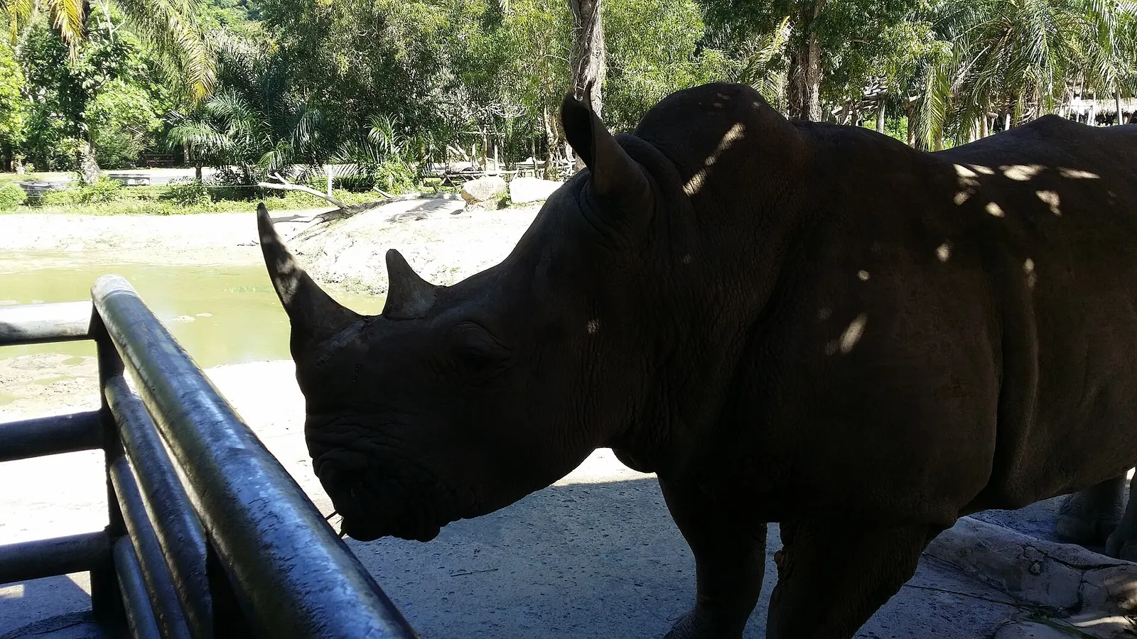 A rhinoceros in a grassy enclosure at Khao Kheow Open Zoo