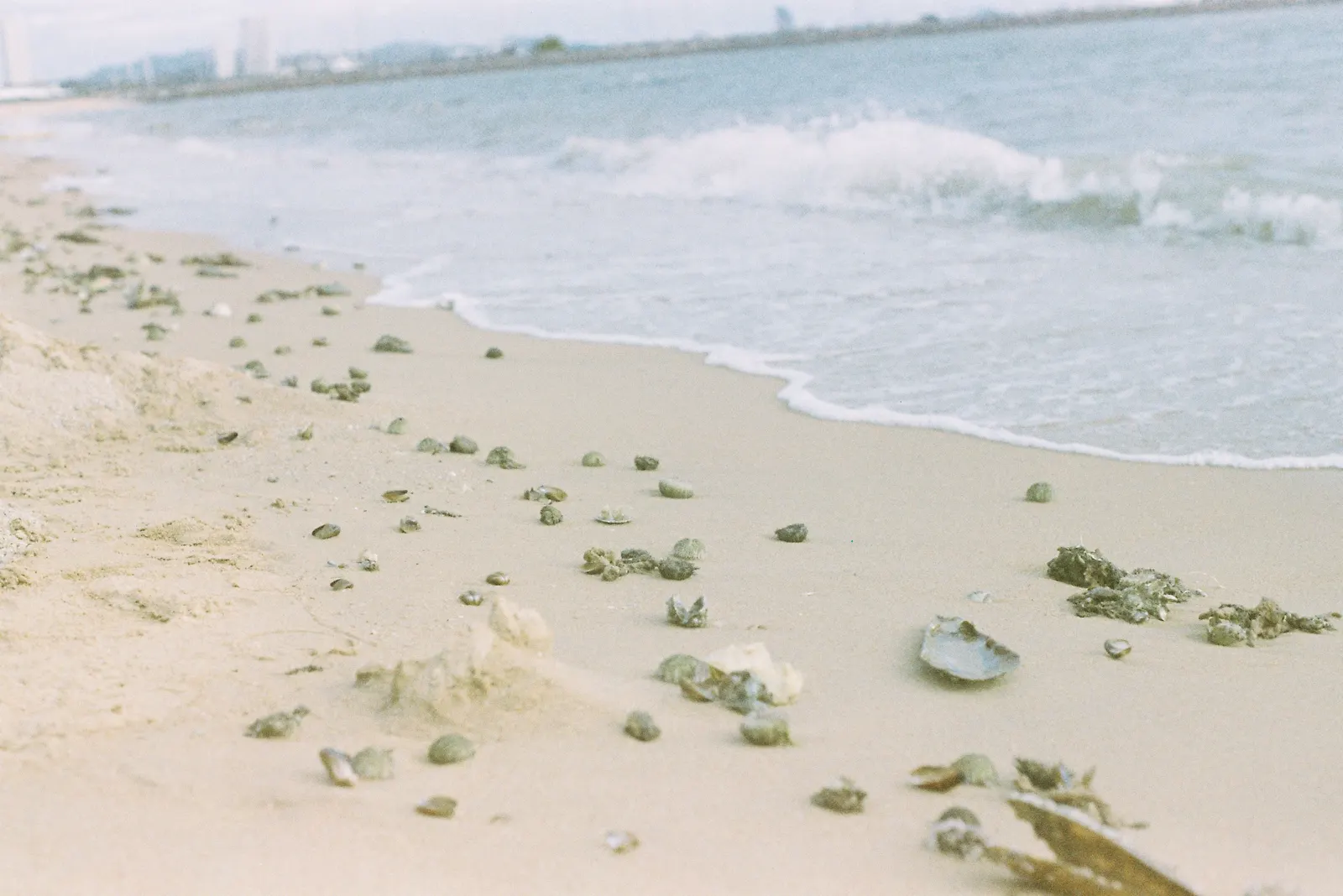 Shells and light debris on a Pattaya beach after monsoon seas