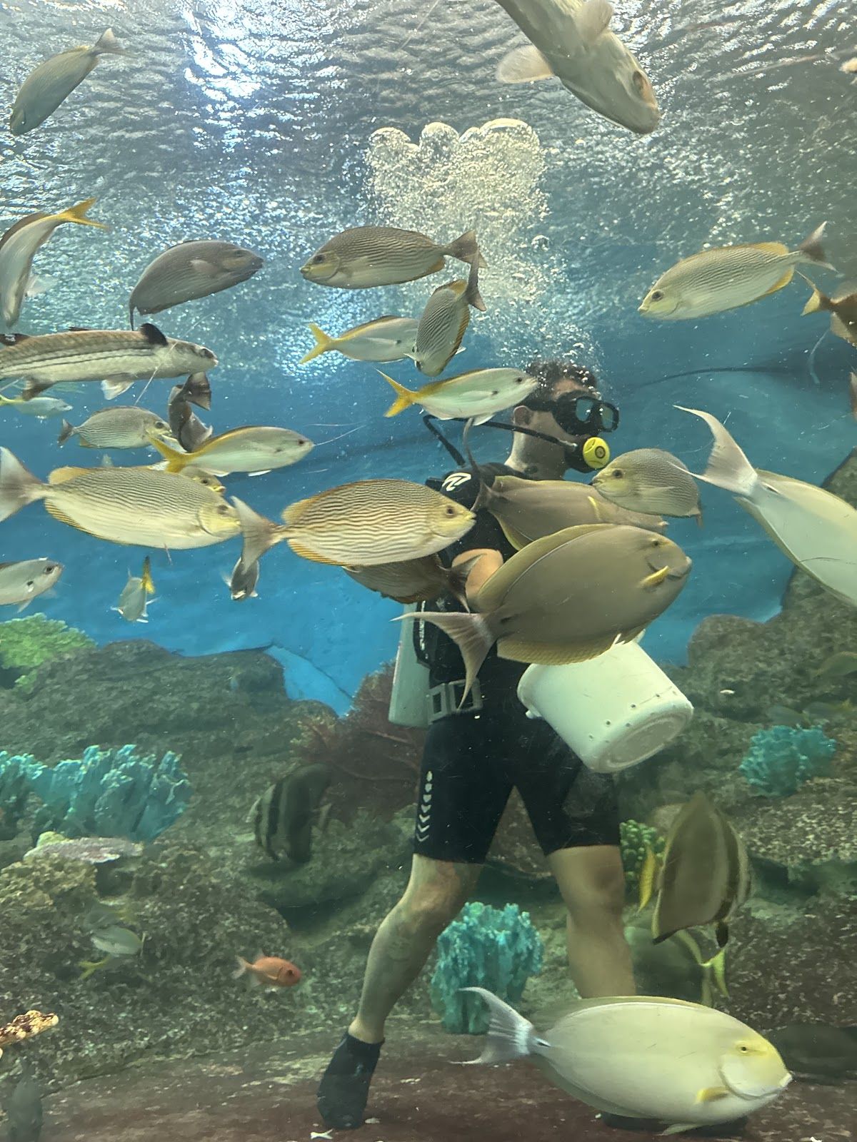 Diver surrounded by reef fish during a feeding session inside Underwater World Pattaya's main aquarium tank